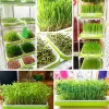 Couvercles microgreens plateau sprouter bac hydroponique / germe pour germe de systèmes hydroponiques horticoles de jardin en potage en potage