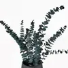 Dekorativa blommor 10 st 50cm eukalyptusgrenar bevarade naturgrön växt naturliga blad trädgård hemfest weddiing dekoration po