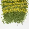 Dekorative Blumen 120pcs gepresst getrocknete Buchweizenblumenpflanzen Herbarium für Schmuck Making Postkartenrahmen Phone Hülle Handwerk DIY