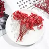 Dekorativa blommor 1bag verkliga torkade naturliga växter Ljuspressade torra blomma hemgåvor Box Scrapbooking Decor Diy Art Craft