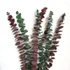 Dekorativa blommor 10 st 50cm eukalyptusgrenar bevarade naturgrön växt naturliga blad trädgård hemfest weddiing dekoration po