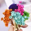 Dried Flowers Natural Daisy Dried Mini Star Flower Little Brazilian Dry Daisy Small Flowers for Crafts Artificial Plants for Home Decoration