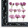 Decorative Flowers 12pcs/2-4cm Natural Cherry Petals Side Embossing Genuine Pressed Flower Makeup DIY Bookmark Po Frame Materials