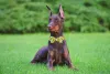 ボウタイの夏の夏の犬の襟の襟付き夏の花の犬の襟ペットドッグカラー大きな中程度の小さな犬のための襟