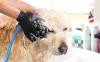 Opryskiwacze Przenośna kąpiel dla zwierząt narzędzie pies prysznic do usuwania włosów narzędzie pies prysznic opryskiwacz pielęgnacji pielęgna