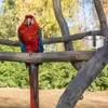 Andra fågelförsörjningar 2 sätter papegoja skål cockatiels matare mat behållare bur matare rostfritt stål