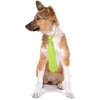 50100pc Stripes à cravate pour chiens point solides grandes cravates accessoires élastiques Big Dogs fournit des accessoires pour 240418