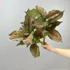 Dekorative Blumen Simulation immergreens Blätter grüner Pflanzen studieren künstliche Pfauen Brasilien Eisenblatt Pflanzen Bürodekoration Blumenblätter