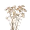 Dried Flowers Small Daisy Dried Flower Bouquet Tiny Flower Art Deco Photography Props DIY Home Decoration Dried Flower Vase Flower Arrangement