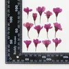 Decorative Flowers 12pcs/2-4cm Natural Cherry Petals Side Embossing Genuine Pressed Flower Makeup DIY Bookmark Po Frame Materials