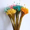 الزهور المجففة 100pcs الزهور الجافة الطبيعية برازيلية نجم صغير ديزي باقة زهرة مجففة ديكور لترتيبات زفاف الزفاف