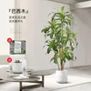 Decorative Flowers Large Artificial Plants Brazilian Wood Potted Simulation Greenery Decoration