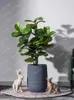 Fiori decorativi vento ficus lyrata albero simulazione vegetazione in vaso in vaso da soggiorno in vetrina decorazioni decorazioni hogar rustico