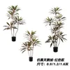 Decorative Flowers Large Artificial Plants Brazilian Wood Potted Simulation Greenery Decoration