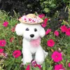 Hundekleidung Blumen Dekor Haustier Hut Geburtstag DealSpet Supplies Strohkappe gewebte Kinnbänder