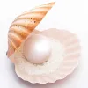 Formen Meibum Marine Theme Kuchen Silikonform Schale Perle Design Backform Kuchen Dekoration Werkzeuge Lebensmittelqualität Küchenversorgungen