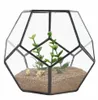 Black Glass Pentagon Geometric Terrarium Container Window Sill Decor Flower Pot Balcony Planter DIY Display Box Ingen anläggning T2001041198029