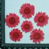 Decoratieve bloemen Wit Chrysanthemum Bulkverpakking 1000 stks DIY gedrukt voor woningdecoratie