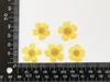 Fleurs décoratives 60pcs Buttercup pressé naturel Ranunculus japonicus pour le maquillage bijoux carte post-carte d'invitation de téléphone bricolage