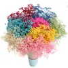 Fleurs décoratives Natural Babysbreath Gpsopsophia Million étoiles Pographe de fleurs séchées préservées fraîches pour le salon de la maison du jardin