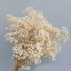 Fleurs décoratives Natural Babysbreath Gpsopsophia Million étoiles Pographe de fleurs séchées préservées fraîches pour le salon de la maison du jardin