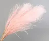 10st Natural Pampas Grass Decor Flower Dried Plants Wedding Flowers Bunch Christmas Home Decor Phragmites Communis3781962