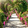 Decorazioni da giardino stravagante uccello rosa fenicottero decorazioni per la casa decorazione da giardino turbinio assolutamente splendido un unico giro di uccelli a rotazione a rotazione a rotazione da uccelli rotanti