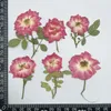 Fleurs décoratives 5-8cm / 12pcs séchées pressées rose rose branches mini roses bricolage adhésif coque de téléphone po