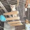 Scratchers Vários tamanhos Uso da ponte de gato para gaiola gaiola de gaiola sisal