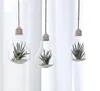 Aufbewahrung von Flaschen Gläser 24 x D813 cm Hanging Terrarium Blumenpflanze Glas Vase Glühbirne Home Wedding Decor1308615