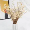 Fleurs décoratives 100 pcs Bouquet séché Bouquet blanc fleur de fleurs sauvages florales Brésilien petite étoile pour mariage