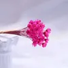 Fleurs séchées à la maison chrysanthemum fleur mini brésil étoile photo accessoires de fleurs sèches fleurs fleurs préservées fleurs naturelles fleurs séchées bouquets