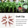 Dekoracje 50pcs rośliny przeszczep klipsy płaskie/okrągłe usta plastikowe klipsy ogrodowe do ogórka bakłażana arbuzowe klipsy warzywne