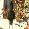 Décorations 2021 Faux oiseau réaliste suspendu de leurre de corbeau mort à la vie noire à plumes noires