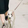 Hondenkragen 6 PCS Leibele haak Dubbel uiteinde Snap Clips Pet Accessoire Buckle Roest niet bevestigende haken zinklegering