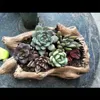 Pflanzer Töpfe kreative Retro -Imitation von Holzhaufen Wurzeln Baumkopf Blumentöpfe Sukkulente Pflanzen Miniaturlandschaften und Zement Q240429