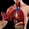 Strumento Modello del corpo del torso umano Anatomia Anatomici Organi interni medici per l'insegnamento