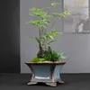 Piantatrici pentole cinesi a sabbia viola fiore piazza orchidea succosa bonsai piccola ceramica Q240429