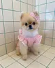 Ropa para perros ropa de cachorro vestido rosa a cuadros de cuadros de verano falda gato chaleco de cabello dulce cabello gratis