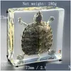 Nouvelles articles scptures grandes résine cuboïde transparent Turtle spécimen de bureau Biologie Enseignement de la cognition pour enfants pour ADTS Dr Dhya3