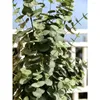 Fleurs décoratives 2 packs eucalyptus artificiels hauts grandes grandes plantes de soie pour le décor de bureau à domicile plante intérieure