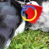 Collari per cani 15/20/10/12/14/16/4/2 PCS Dogtag Dogtag Piet ID PET TAG Silenziatore Silicone Anello di cerchio muto per gatto