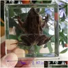 Nouvelles articles scptures grandes résine cuboïde transparent Turtle spécimen de bureau Biologie Enseignement de la cognition pour enfants pour ADTS Dr Dhya3