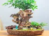 Modern Fairy Garden Pot Miniature Stump Resin Flower Pot Cartoon Treehouse Sculpture Succulent Planter Balcony Plant Flowerpot Y201126369