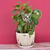 Plant Self Watering Globe Plants Water Bulbs Bird Shape Clear Glassplastic Watering Device 240429