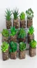 Sztuczne rośliny Sukulenty Pot Fałszywa roślina plastikowa bonsai zielona roślina dekoracja dekoracji domu 3690602