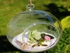 Ballkugelform klar hängende Glasvase Blütenpflanzen Terrarium Behälter Mikrolandschaft DIY Hochzeit Home Dekoration Vasen8033395