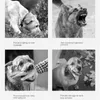 Hundebekleidung mittelgroße und große Anti-Ess-Anti-Bite-Mundmasken Rand Tier Dubin Spezial Ausgehen Maske Haustier kann Wasser Mündung trinken