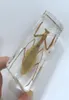 YQTDMY Vintage Praying Mantis Insect Specimen in Clear Lucite Paperweight Crafts1737966