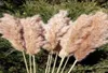 20 Стебли пампас травяной букет сушеный цветок свадебный декоративный домашний сад вечеринка рождественский декор искусственные цветы осенние украшения191680